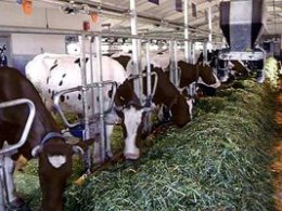 Власти Томского региона направят порядка 460 миллионов рублей на эффективную поддержКу молочных ферм в 2014-ом году